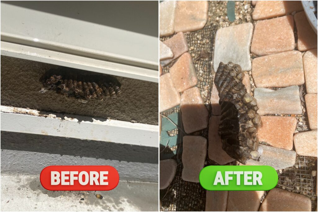 神戸市兵庫区の足元のアシナガバチの巣駆除ビフォーアフター|低い位置の巣も丁寧に駆除した作業例