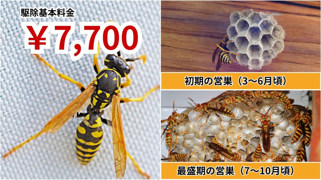三木市のアシナガバチの巣駆除料金｜巣の大きさ・場所別の目安を安心公開