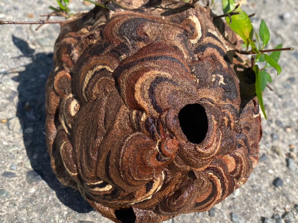 神戸市北区藤原台 植栽のスズメバチ駆除 アフター