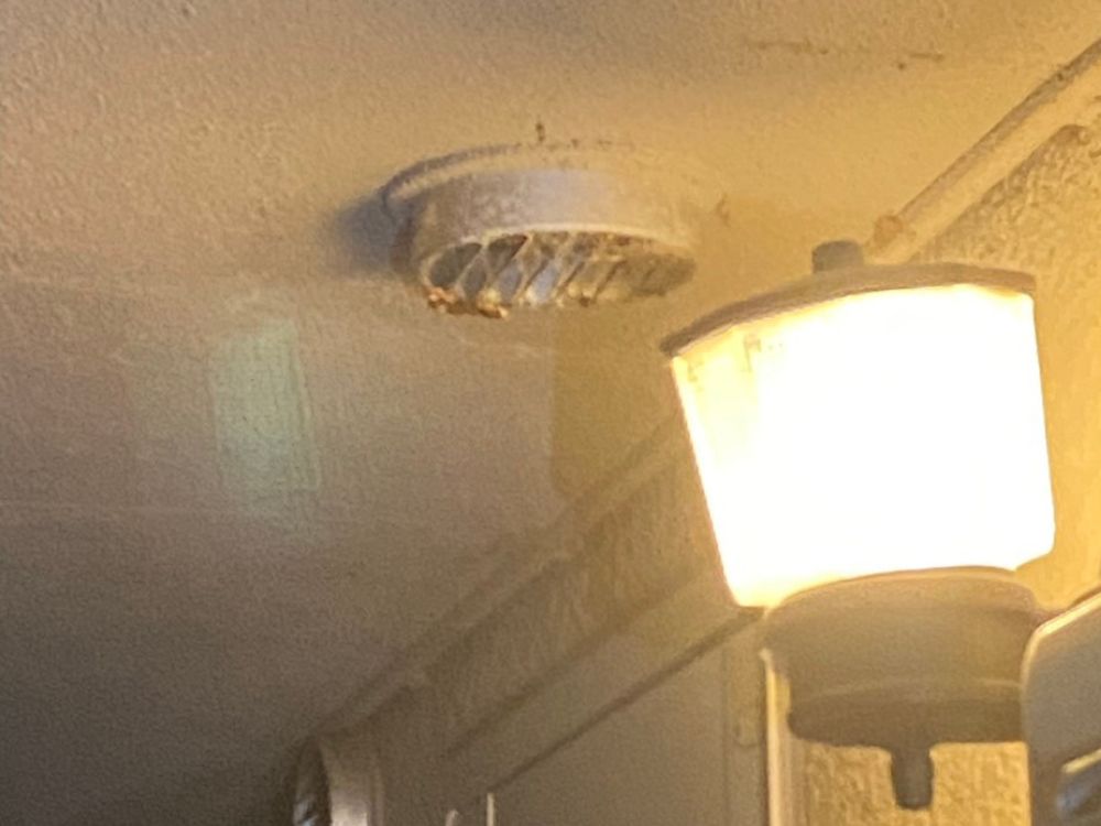 神戸市灘区高羽 廊下換気口のスズメバチ駆除 アフター