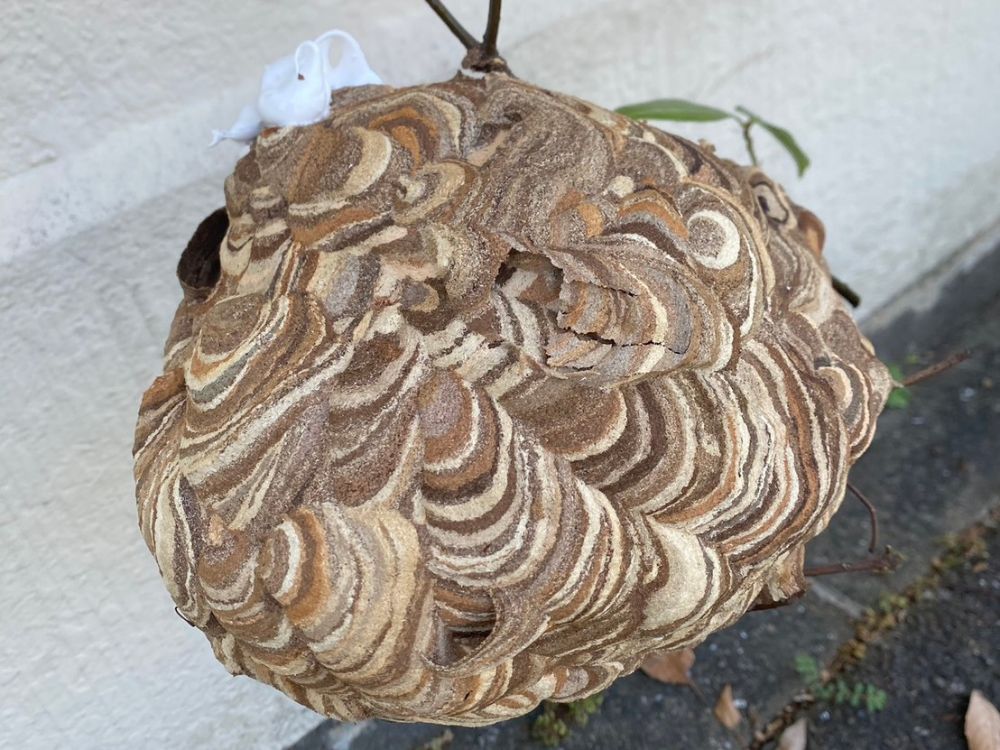 神戸市西区玉津町 戸建て 庭木のスズメバチ駆除 アフター