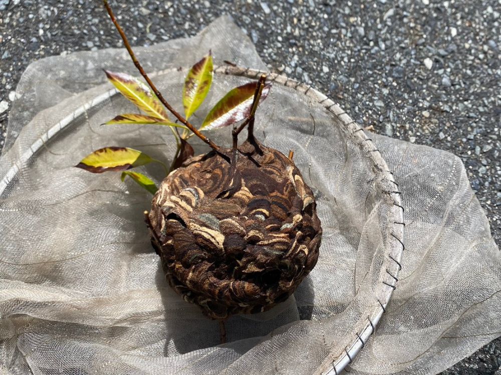 三木市志染町 庭木のスズメバチ駆除 アフター