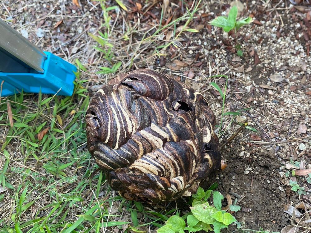 加古川市尾上町 庭木のスズメバチ駆除 アフター
