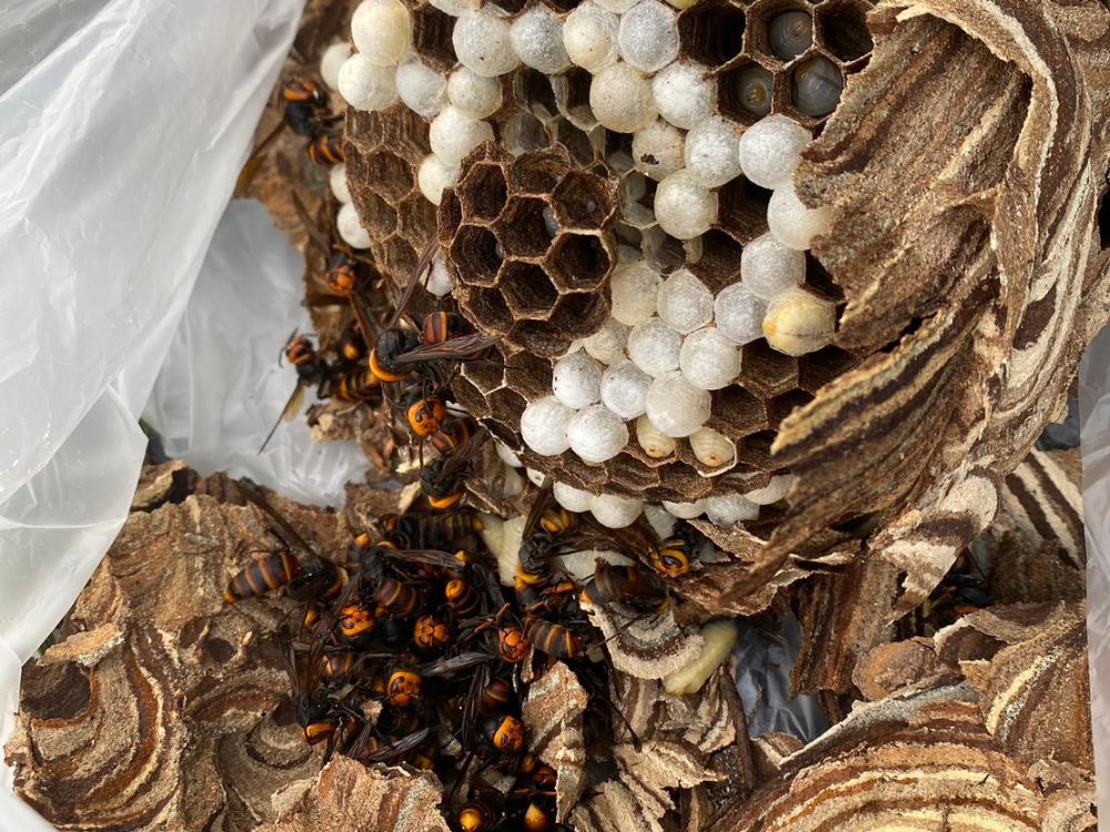 神戸市東灘区魚崎 庭木のスズメバチ駆除 アフター