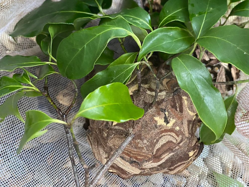 神戸市北区西鈴蘭台 庭木のスズメバチ駆除 アフター