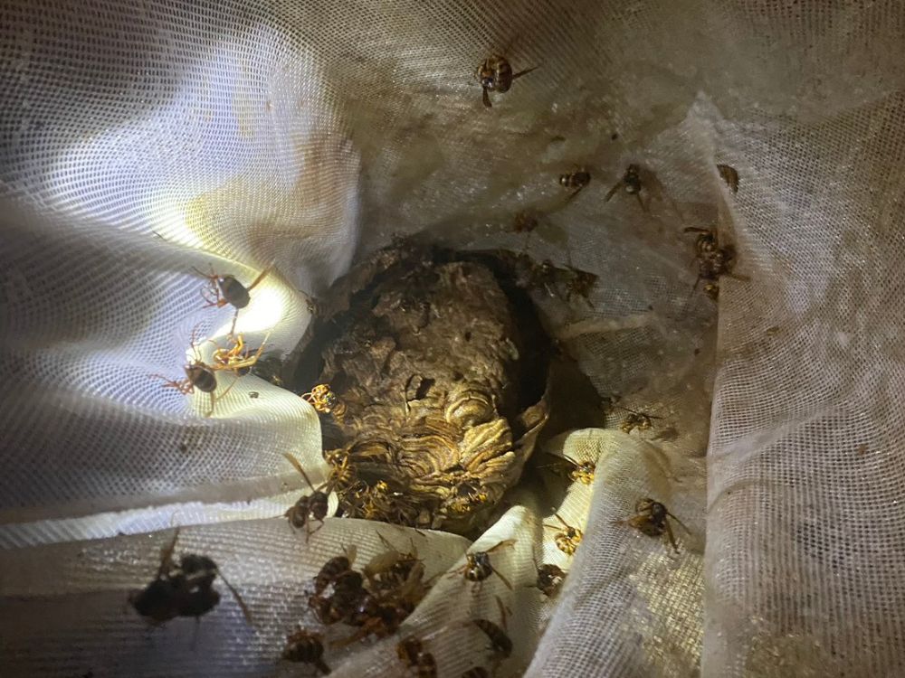 神戸市西区押部谷町 戸建て 軒下のスズメバチ駆除 アフター