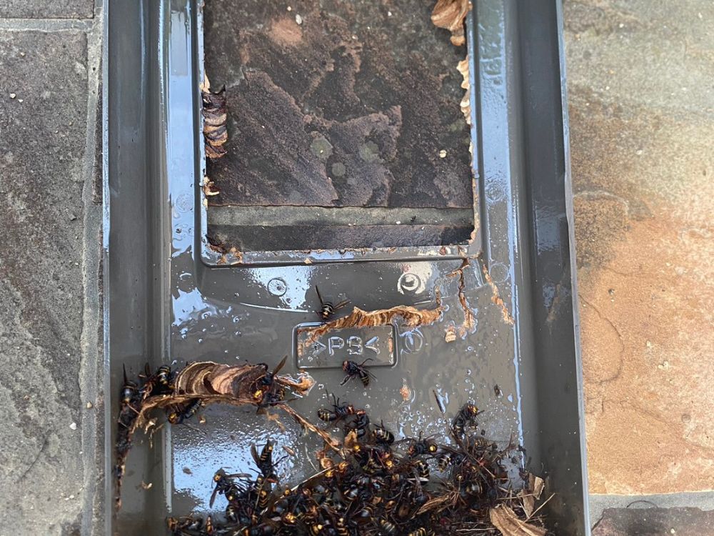 明石市松江 戸建て 電気メーターボックス内のスズメバチ駆除 アフター