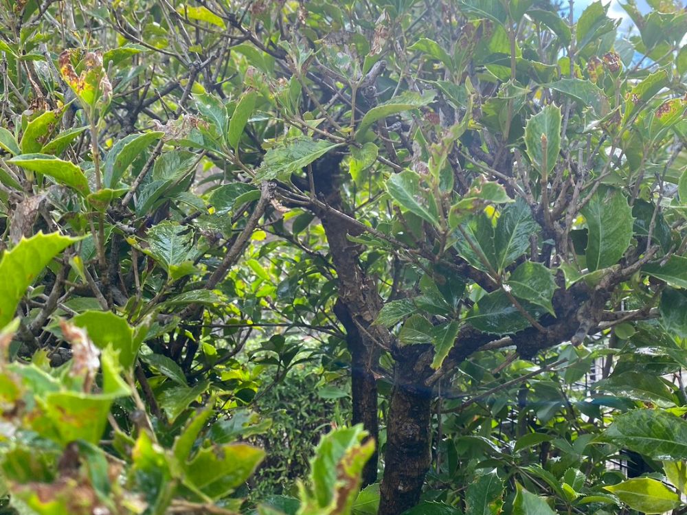 加古川市別府町 庭木のスズメバチ駆除 アフター