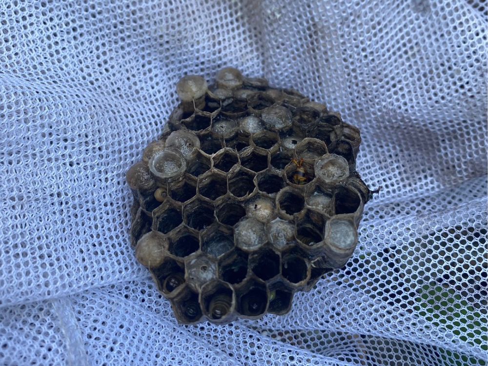 神戸市東灘区住吉 勝手口のアシナガバチ駆除 アフター