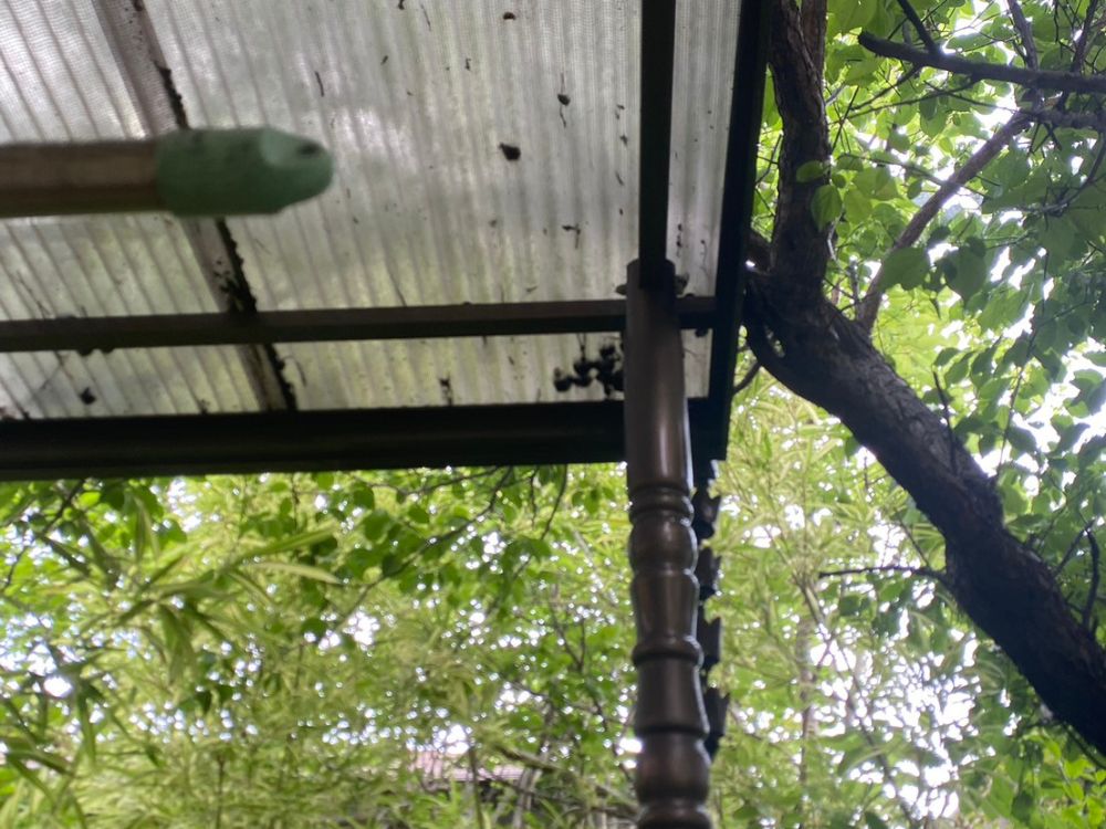 神戸市北区山田町 倉庫裏のアシナガバチ駆除 アフター