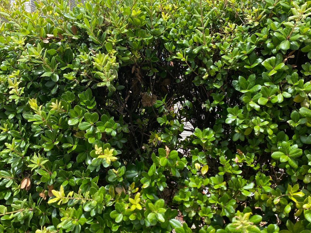 神戸市灘区岩屋 庭木のスズメバチ駆除 アフター