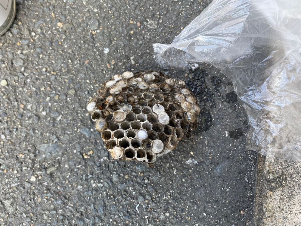 神戸市西区美賀多台 マンション 機械式駐車場のアシナガバチ駆除 アフター