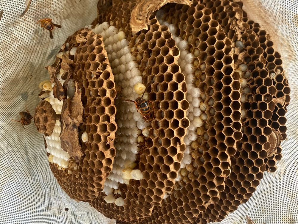 明石市大久保町 ベランダ軒下のスズメバチ駆除 アフター