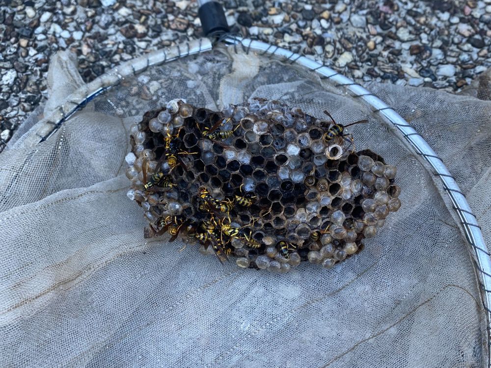 加古川市加古川町 軒下のアシナガバチ駆除　アフター