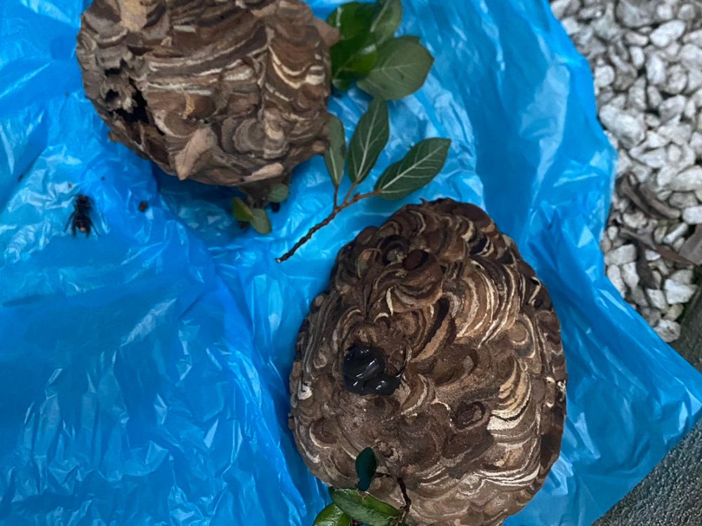 神戸市東灘区御影塚町 外壁ツタのスズメバチ駆除 アフター