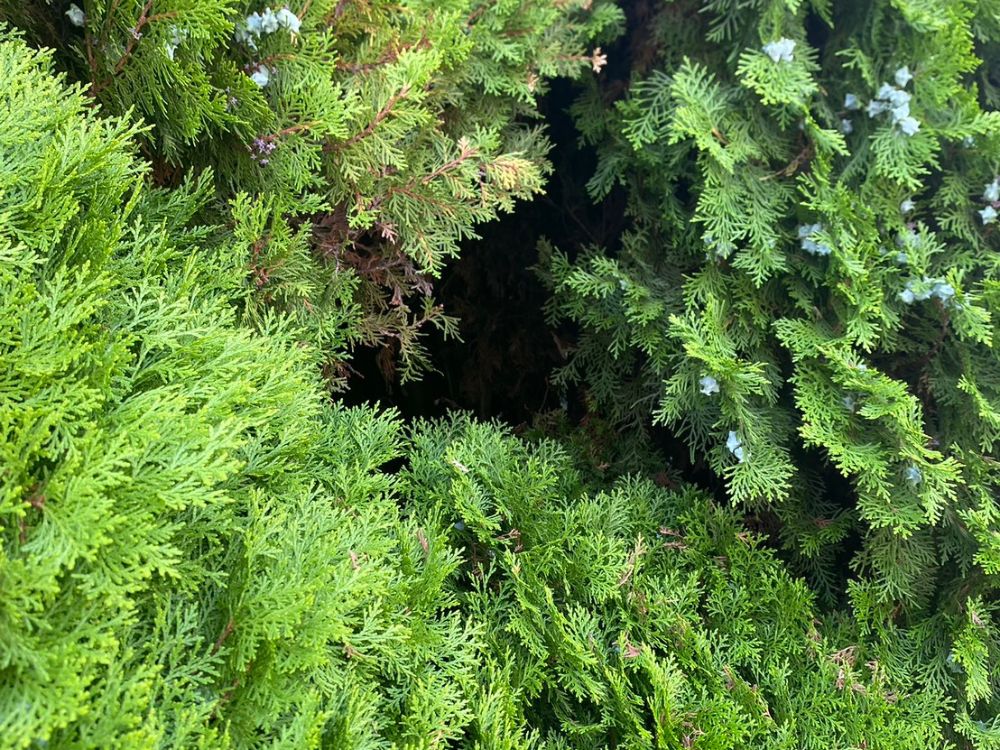 神戸市北区鈴蘭台 庭木のスズメバチ駆除 アフター