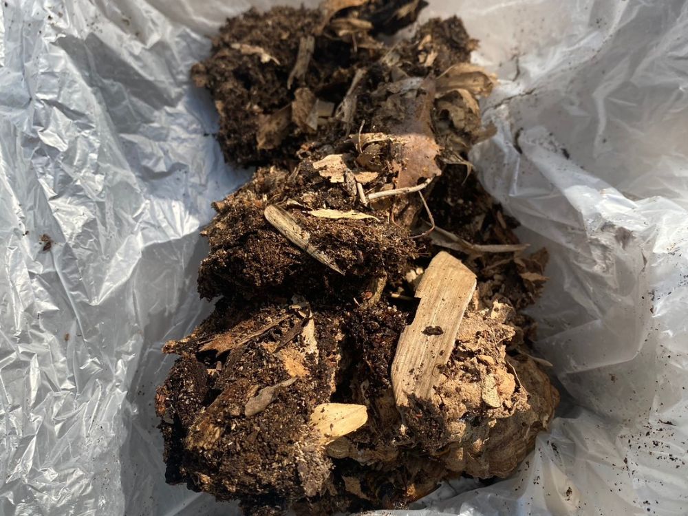 神戸市西区伊川谷町 戸建て 樹洞のスズメバチ駆除 アフター