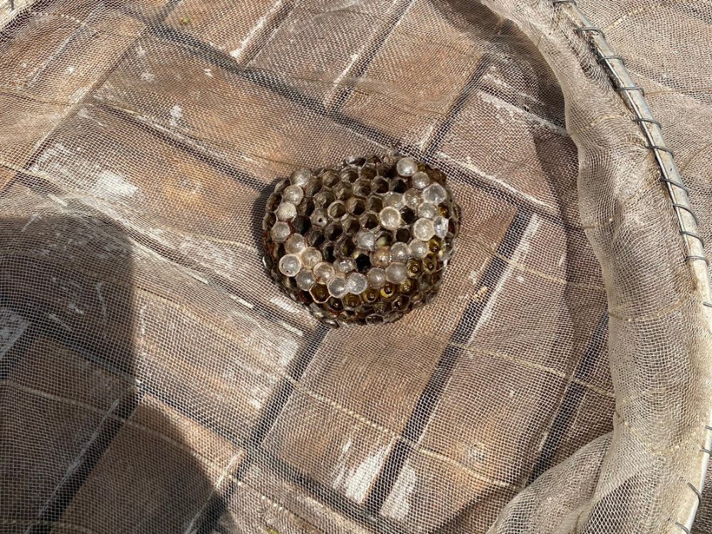 三木市別所町 花壇の中のアシナガバチ駆除 アフター