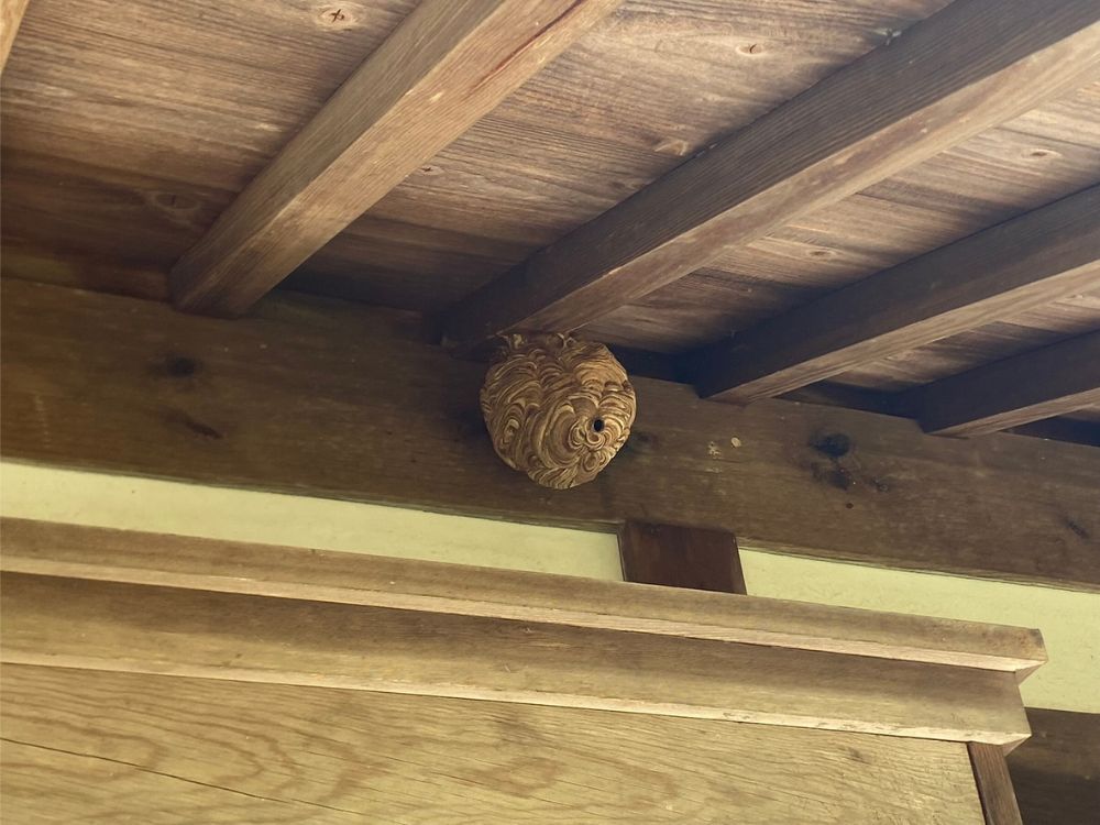 魚住町 スズメバチ ビフォー