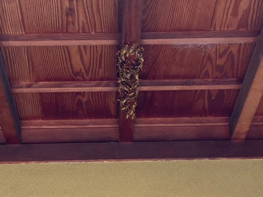 加古川市平岡町 集団のアシナガバチ駆除 ビフォー