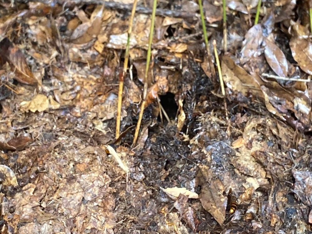 東神戸市東灘区本山 土中のオオスズメバチ駆除 ビフォー