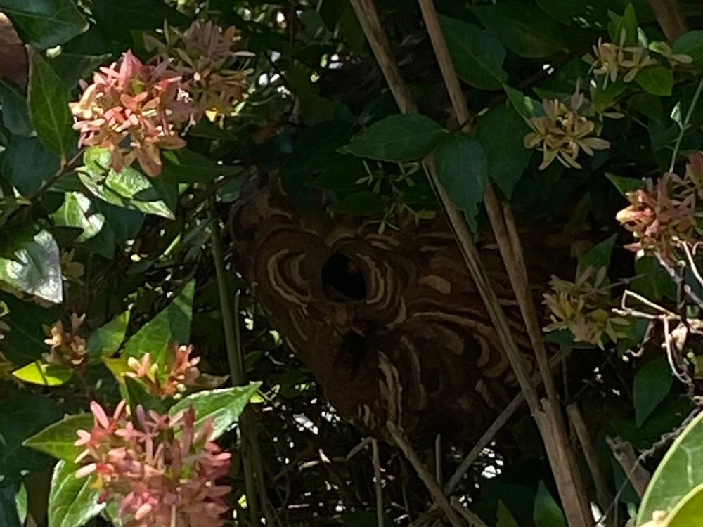 神戸市北区藤原台 植栽のスズメバチ駆除 ビフォー