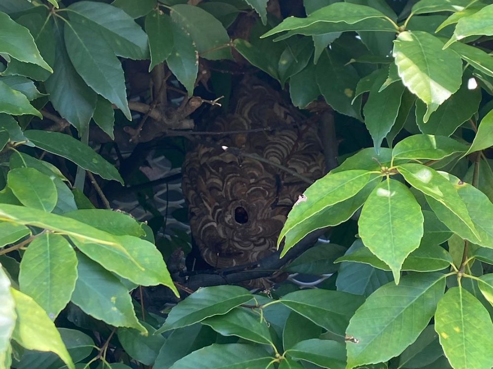 神戸市西区玉津町 戸建て 庭木のスズメバチ駆除 ビフォー