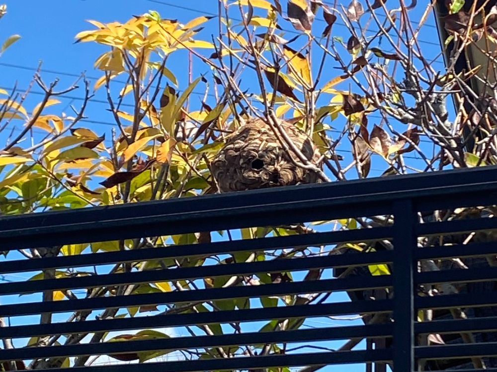 三木市志染町 庭木のスズメバチ駆除 ビフォー