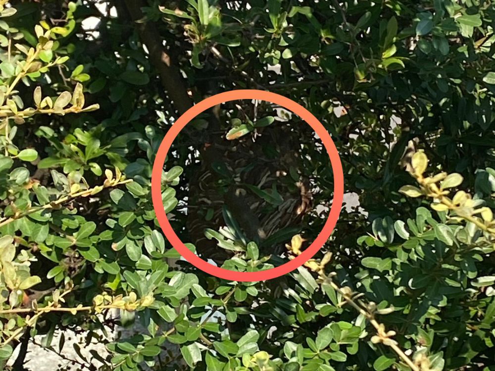 加古川市尾上町 庭木のスズメバチ駆除 ビフォー