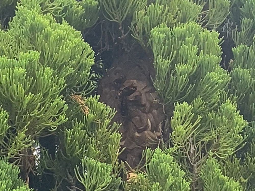 神戸市東灘区魚崎 庭木のスズメバチ駆除 ビフォー