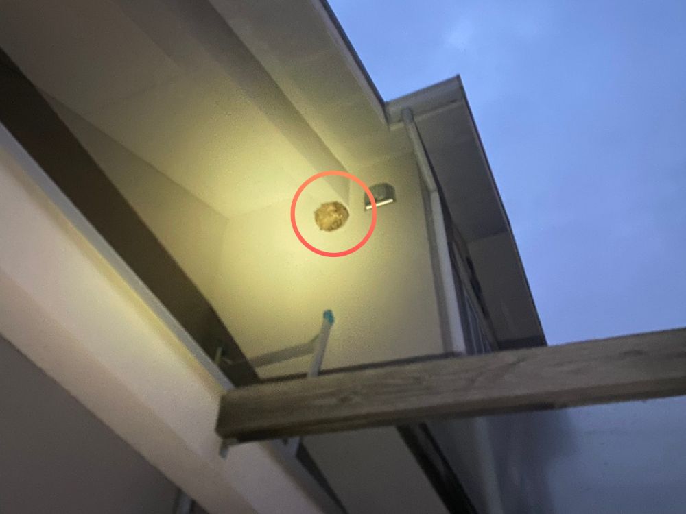 神戸市西区押部谷町 戸建て 軒下のスズメバチ駆除 ビフォー