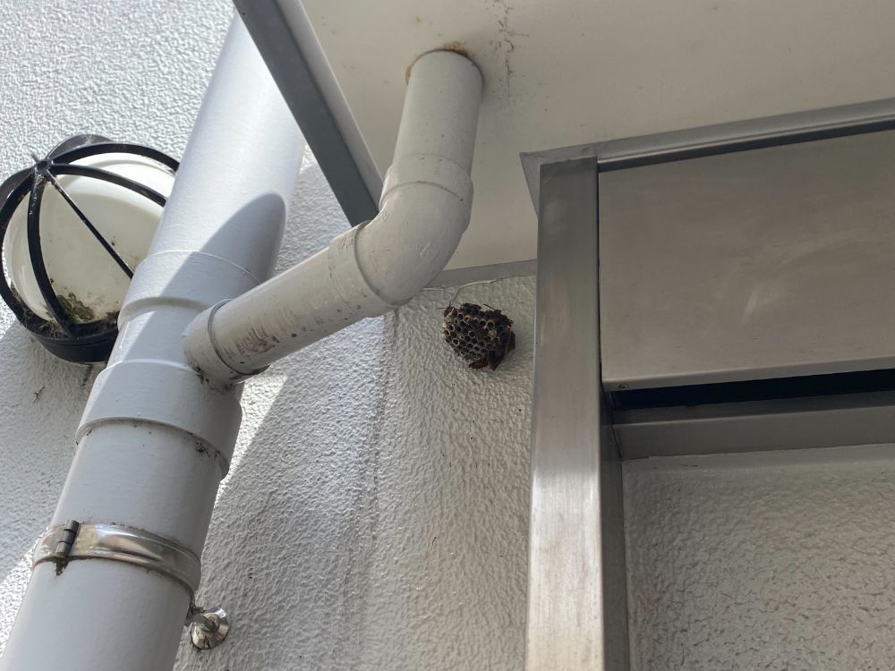 三木市大村 共用部のアシナガバチ駆除 ビフォー