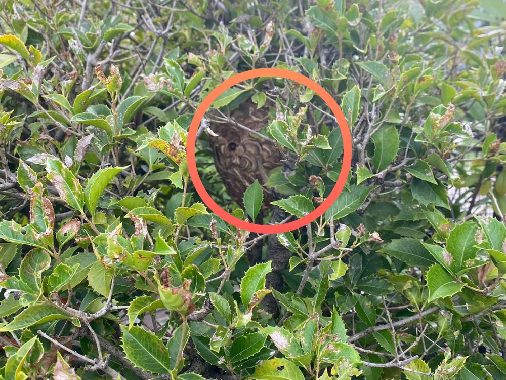 加古川市別府町 庭木のスズメバチ駆除 ビフォー