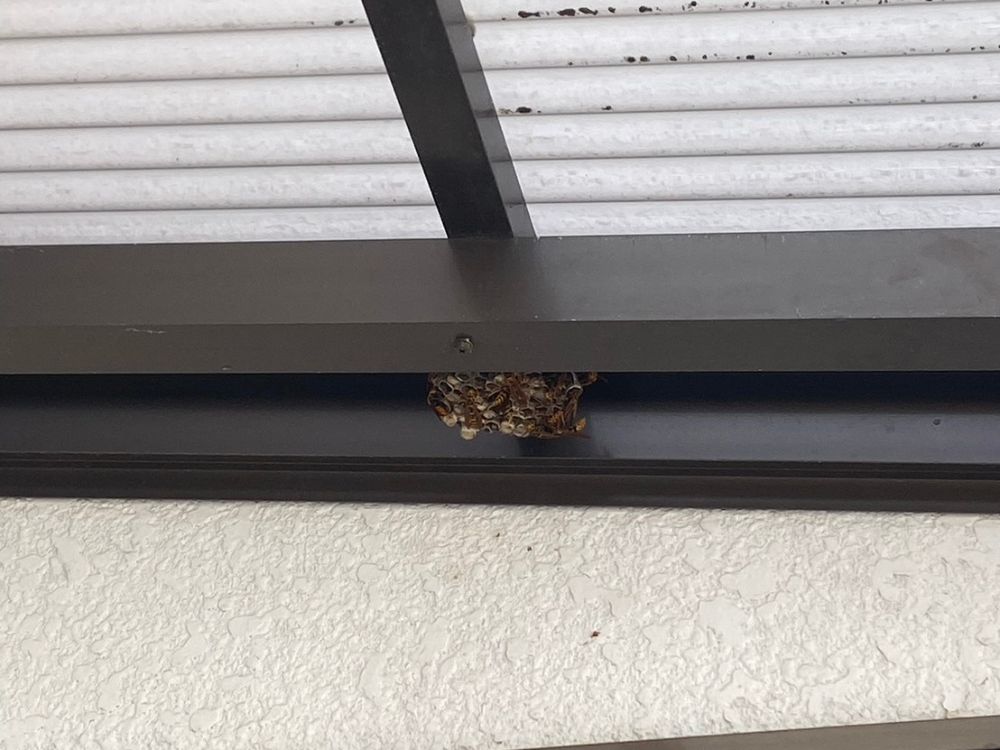 神戸市東灘区住吉 勝手口のアシナガバチ駆除 ビフォー