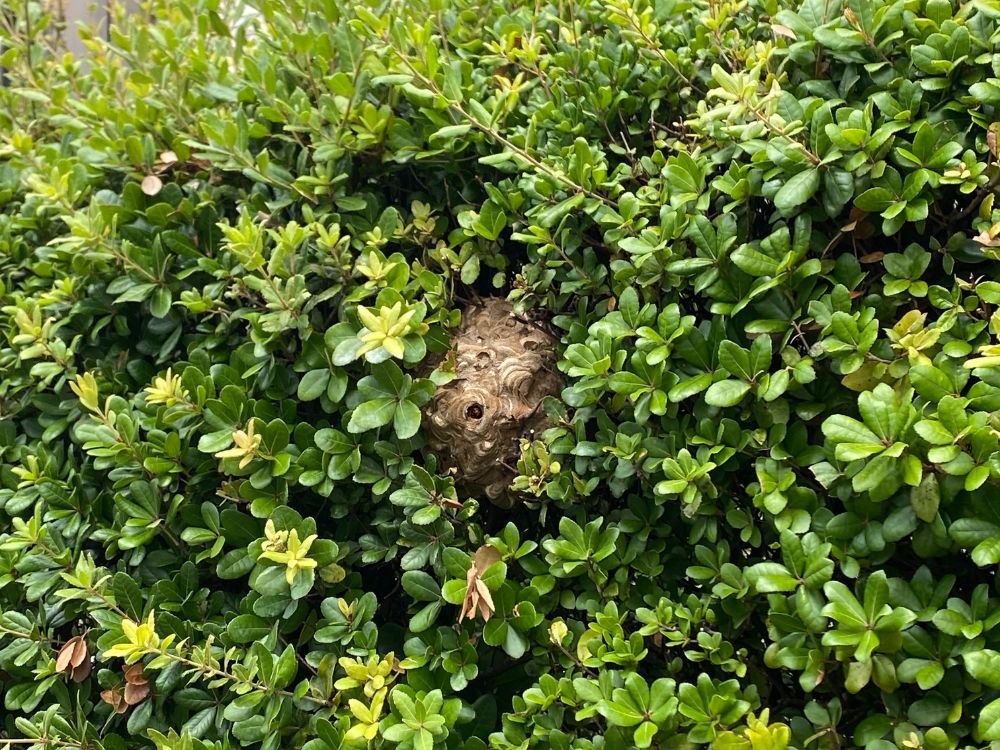 神戸市灘区岩屋 庭木のスズメバチ駆除 ビフォー