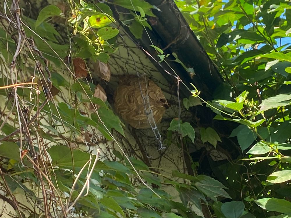 三木市福井 外壁のスズメバチ駆除 ビフォー