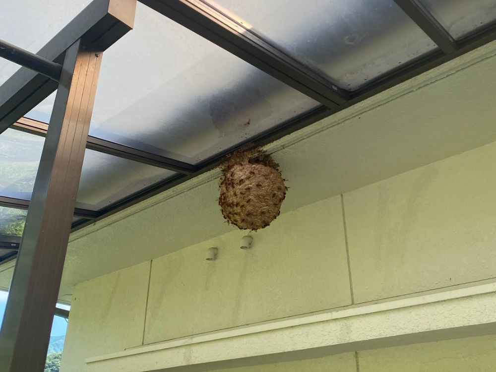 明石市大久保町 ベランダ軒下のスズメバチ駆除 ビフォー