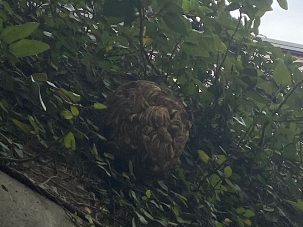 神戸市東灘区御影塚町 外壁ツタのスズメバチ駆除 ビフォー