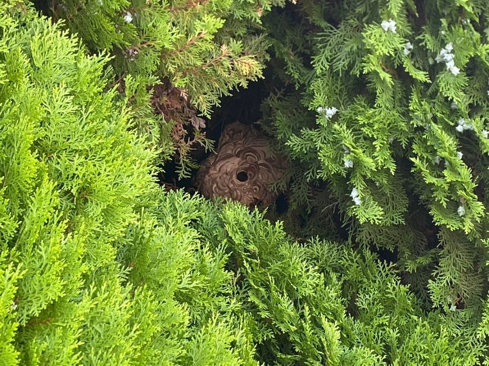 神戸市北区鈴蘭台 庭木のスズメバチ駆除 ビフォー
