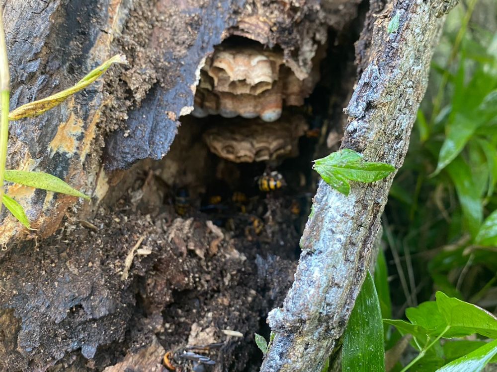 神戸市西区伊川谷町 戸建て 樹洞のスズメバチ駆除 ビフォー