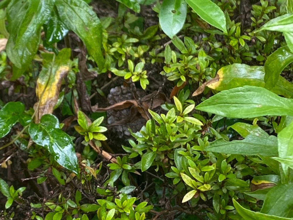三木市別所町 花壇の中のアシナガバチ駆除 ビフォー