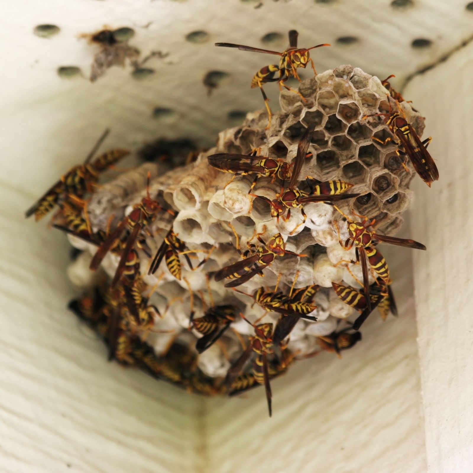 神戸市灘区のアシナガバチの巣|生態と刺咬リスクを知り安全な駆除方法を確認