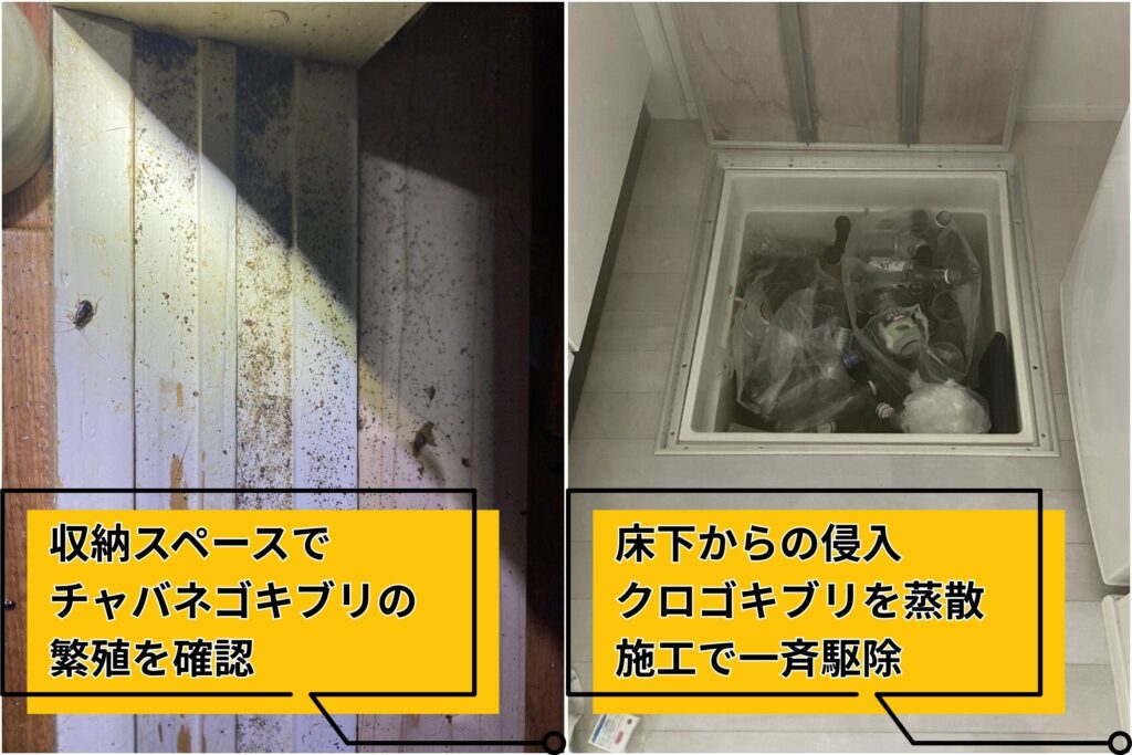 芦屋市でチャバネゴキブリとクロゴキブリの発生箇所を特定し、業務用薬剤で駆除している様子