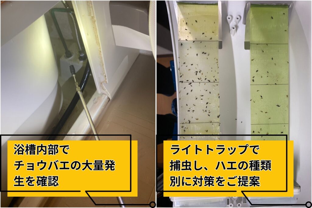 神戸市須磨区で浴槽内から発生したハエを特定し、駆除作業と捕虫器による捕獲対策を行っている様子