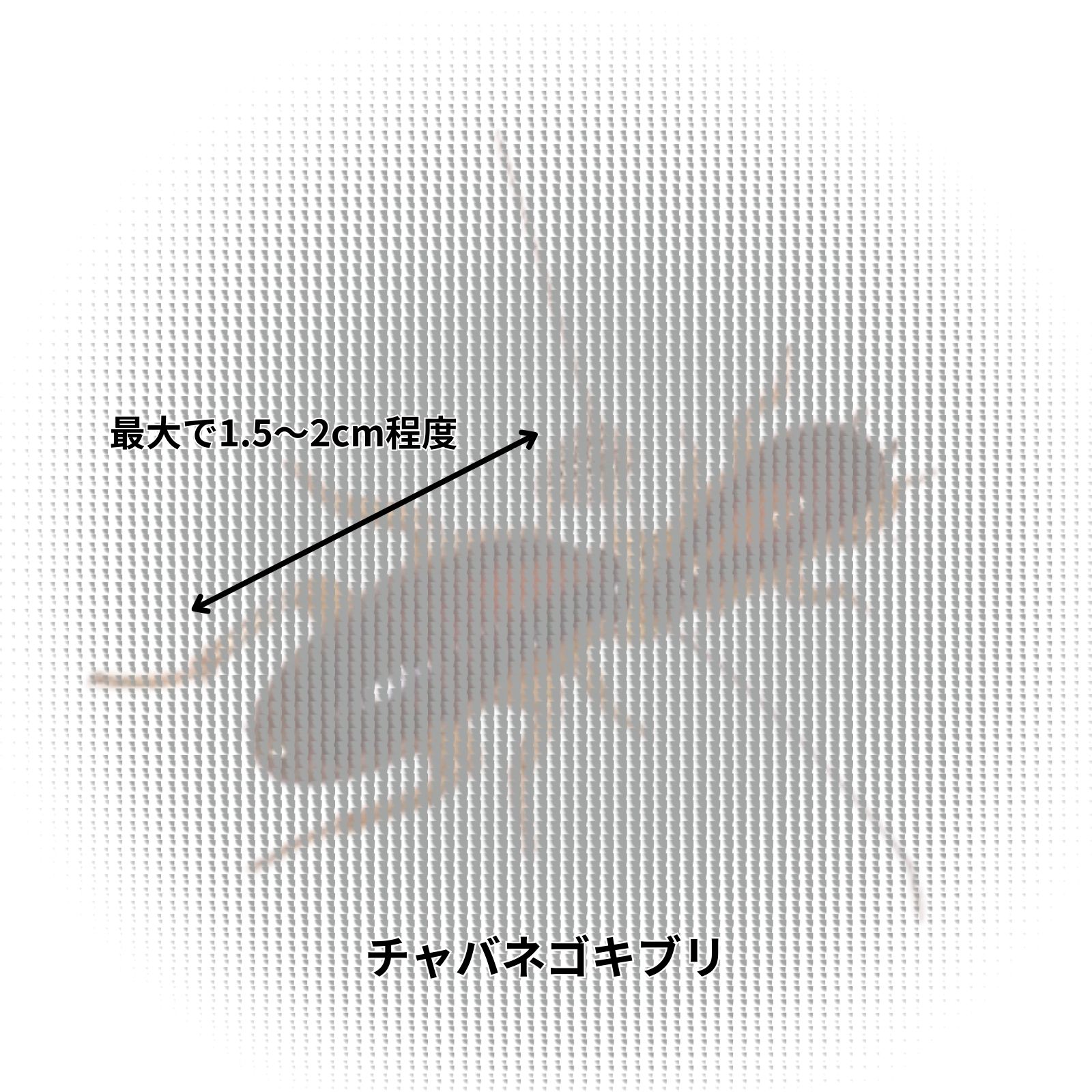 チャバネゴキブリ｜生息場所と行動特性を把握して衛生被害を予防