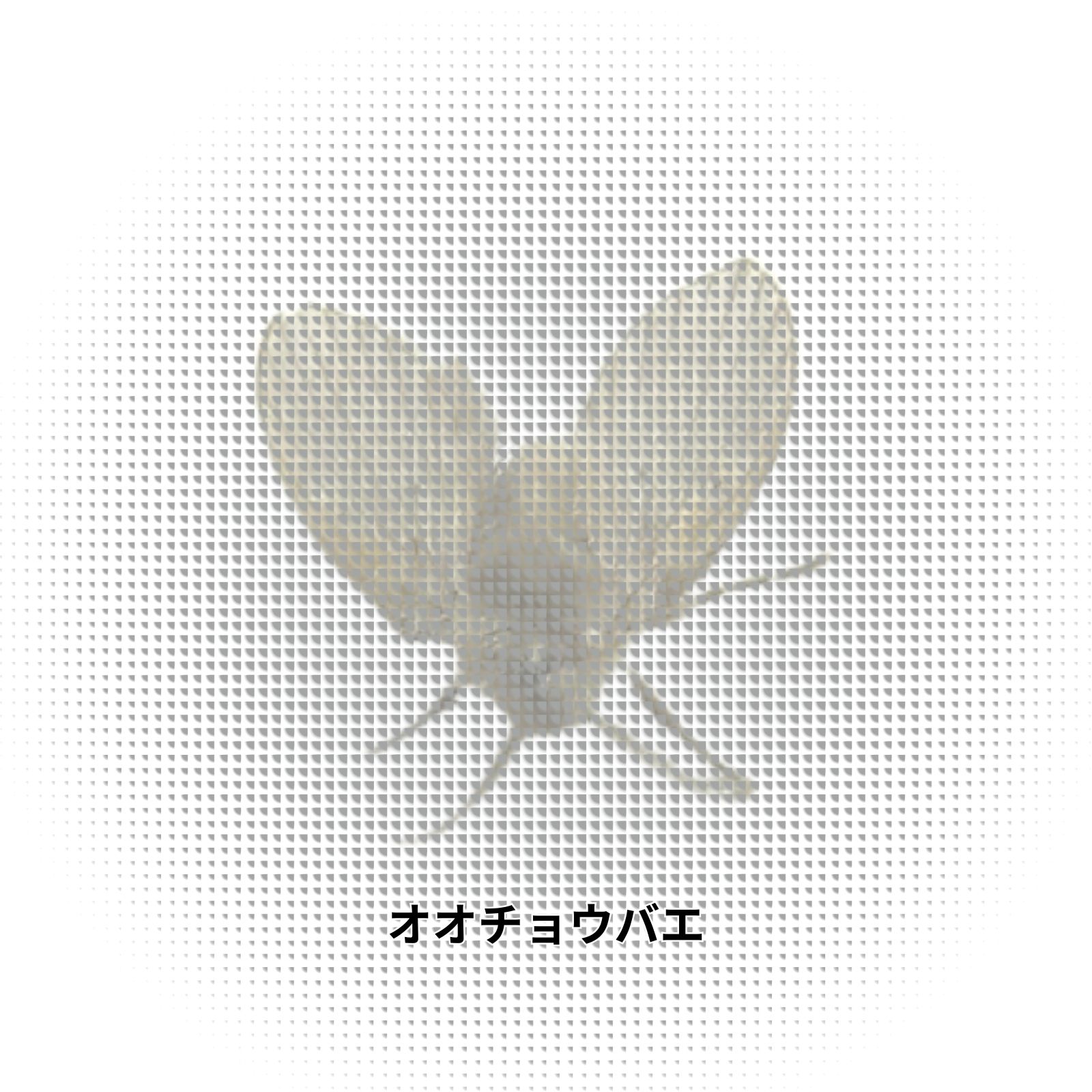 オオチョウバエ｜発生源と繁殖の特徴を理解して衛生トラブルを防ぐ