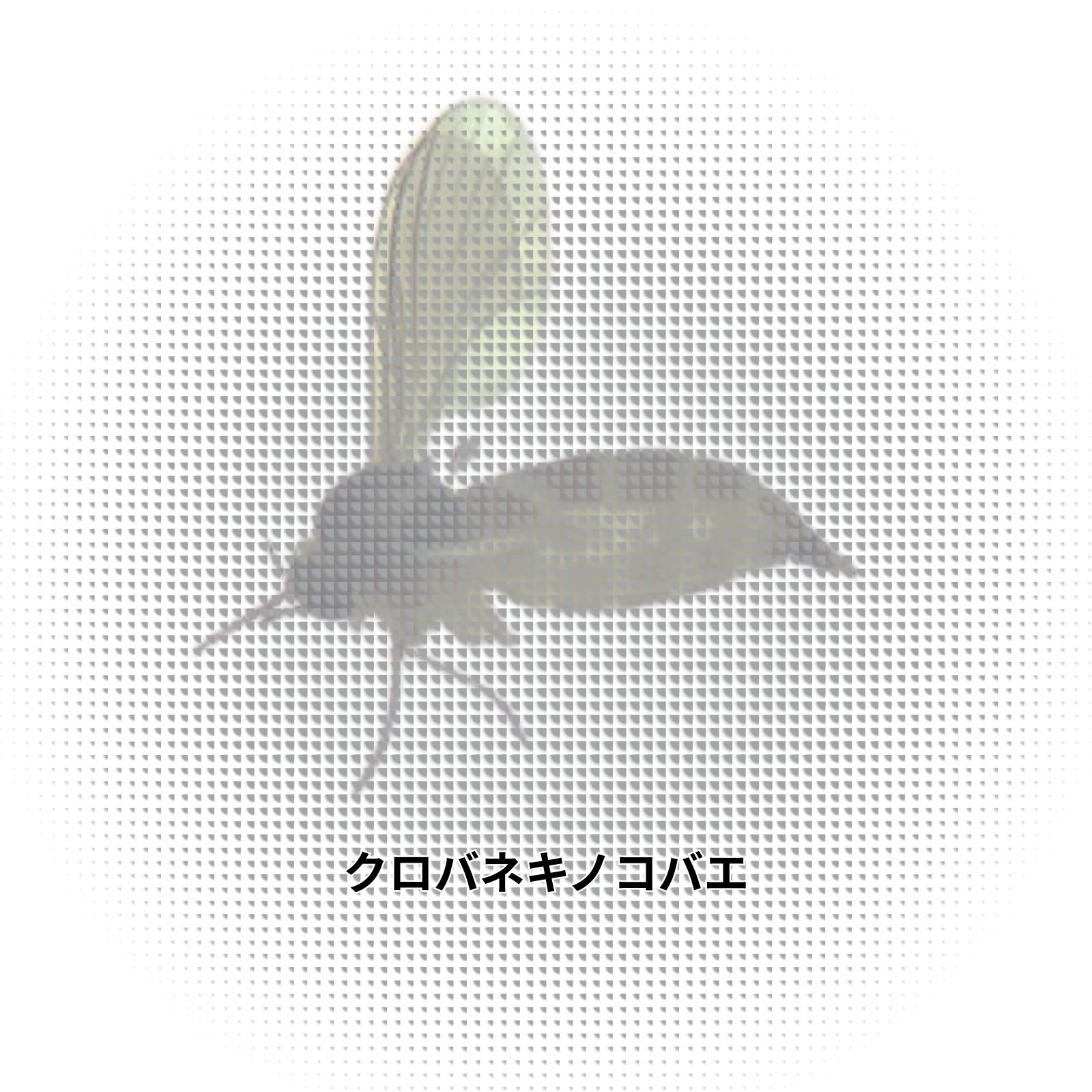 クロバネキノコバエ｜生態と発生条件を理解して早期駆除で被害防止