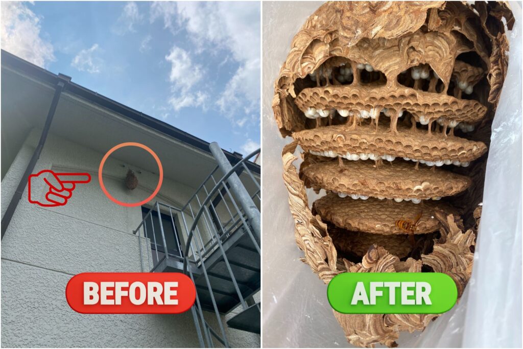 新温泉町の高所のスズメバチの巣駆除ビフォーアフター｜危険な位置でも安全に除去した作業例