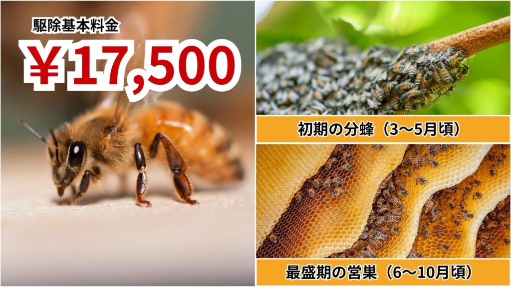 洲本市のミツバチの巣駆除料金｜巣の大きさ・場所別の目安を安心公開