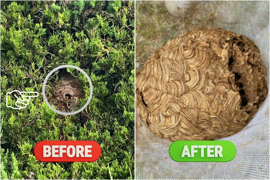 福崎町の木枝の中のスズメバチの巣駆除ビフォーアフター｜隠れた巣も安全に除去した作業例